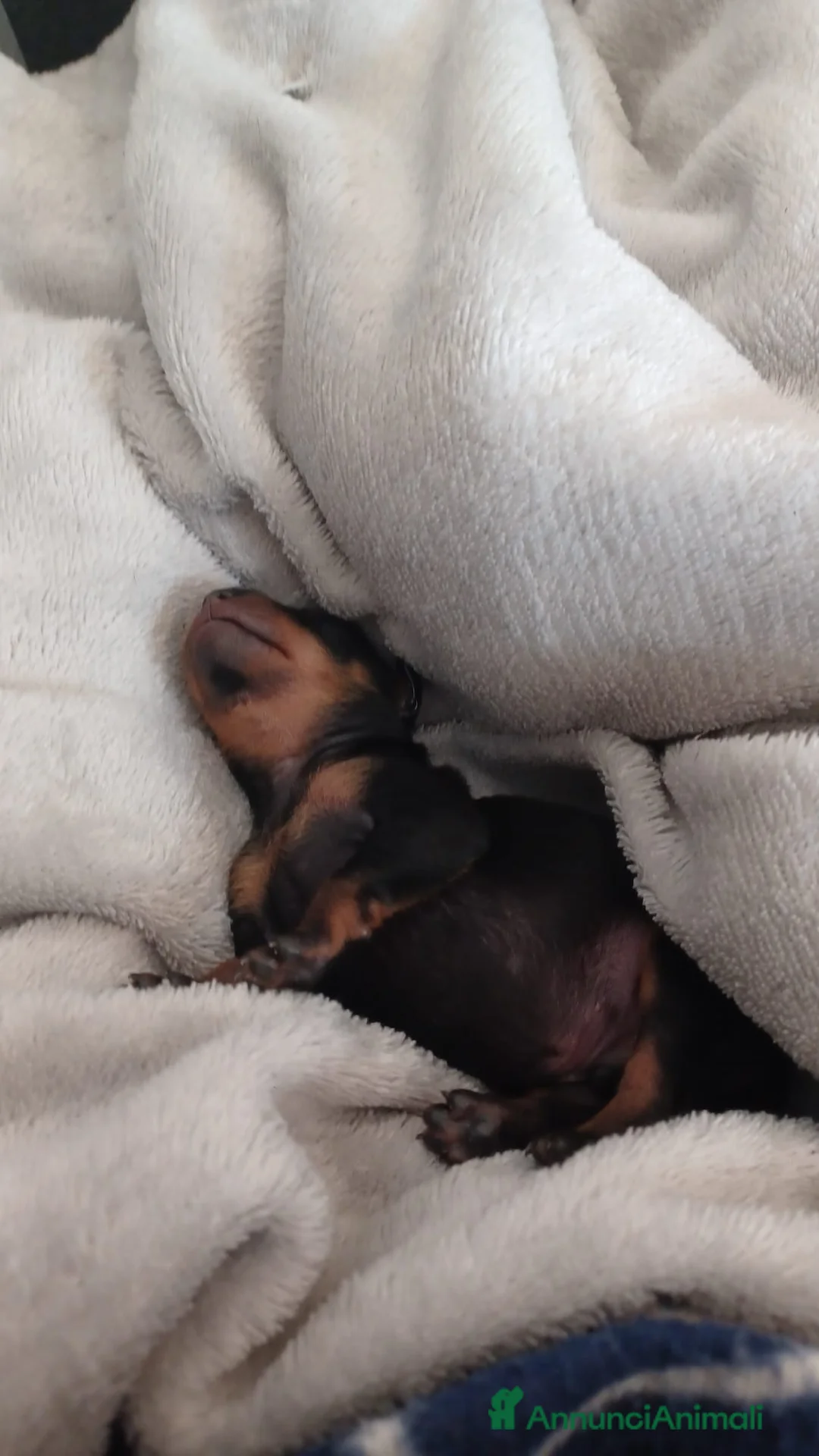 Pinscher Miniatura cani in vendita: Pinscher - Annuncio 2