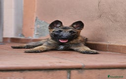 Pastore Belga cani in vendita: Cuccioli Pastore Belga Laekenois  a Città Metropolitana di Firenze - Immagine 16