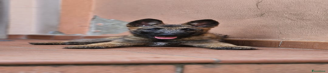 Pastore Belga Cucciolo 8