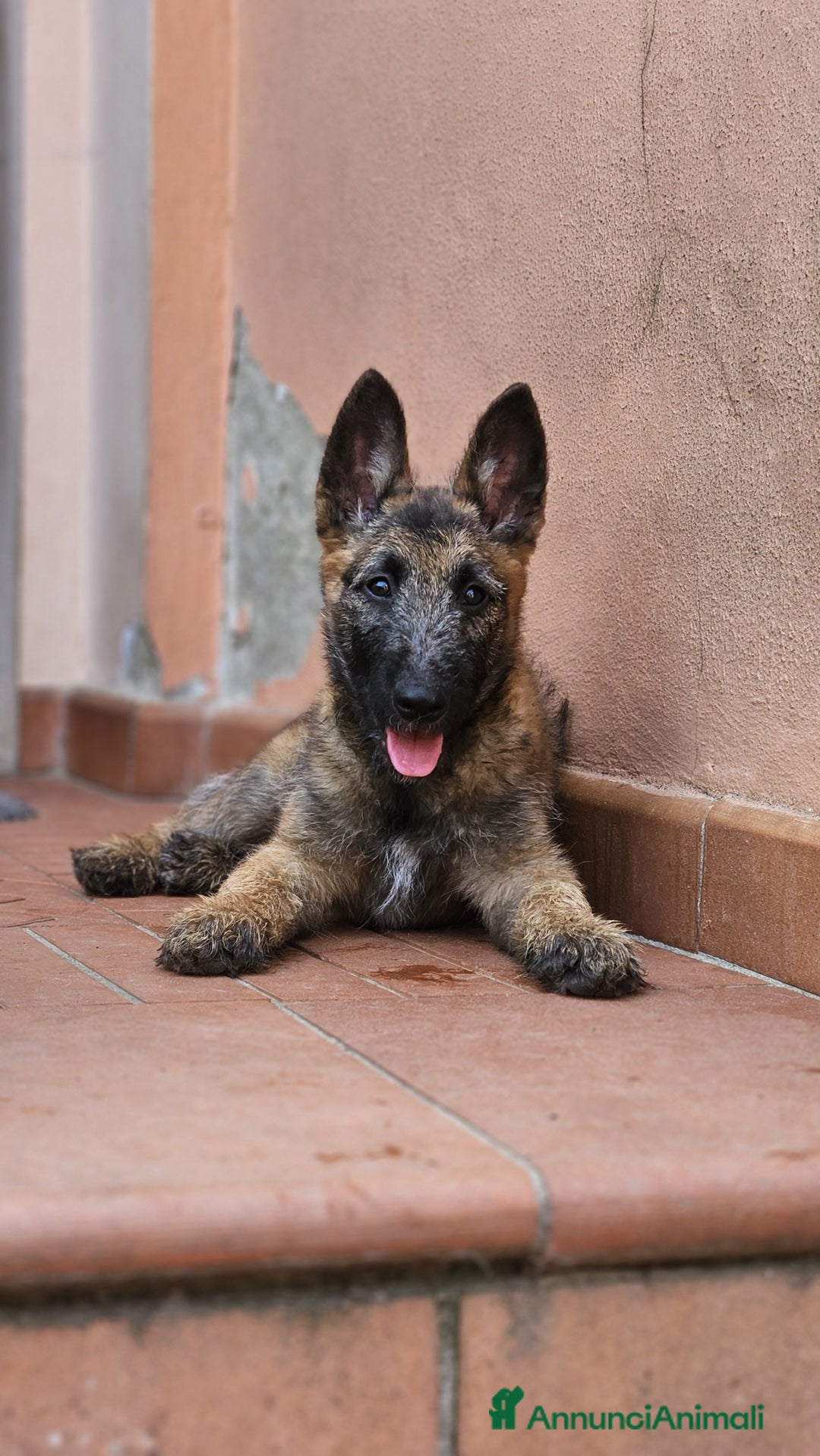 Pastore Belga cani in vendita: Cuccioli Pastore Belga Laekenois  a Città Metropolitana di Firenze - Immagine 16