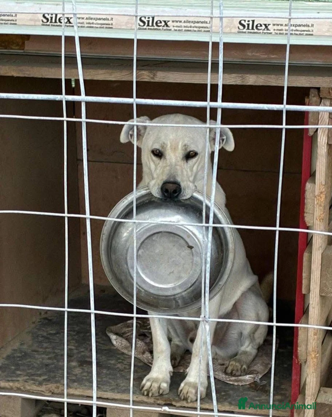 Meticcio cani in regalo: Manuel - Annuncio 4