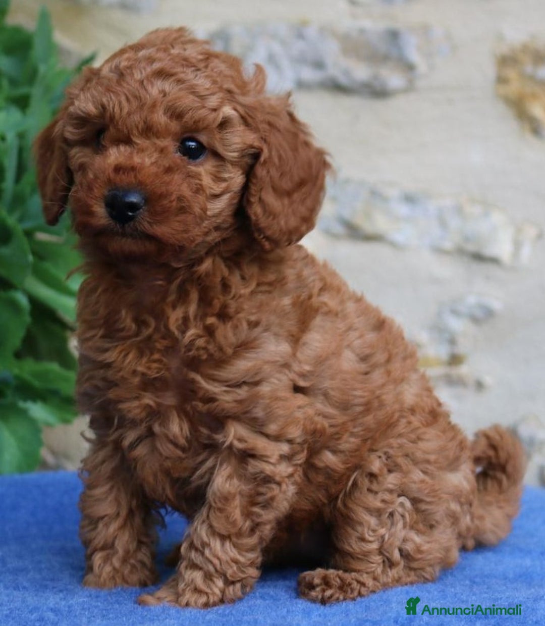 Barboncino cani in vendita: Barboncini Nani disponibili con Pedigree ENCI  - Annuncio 11