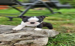 Boston Terrier cani in vendita: Cuccioli Boston Terrier a Città Metropolitana di Torino - Immagine 3