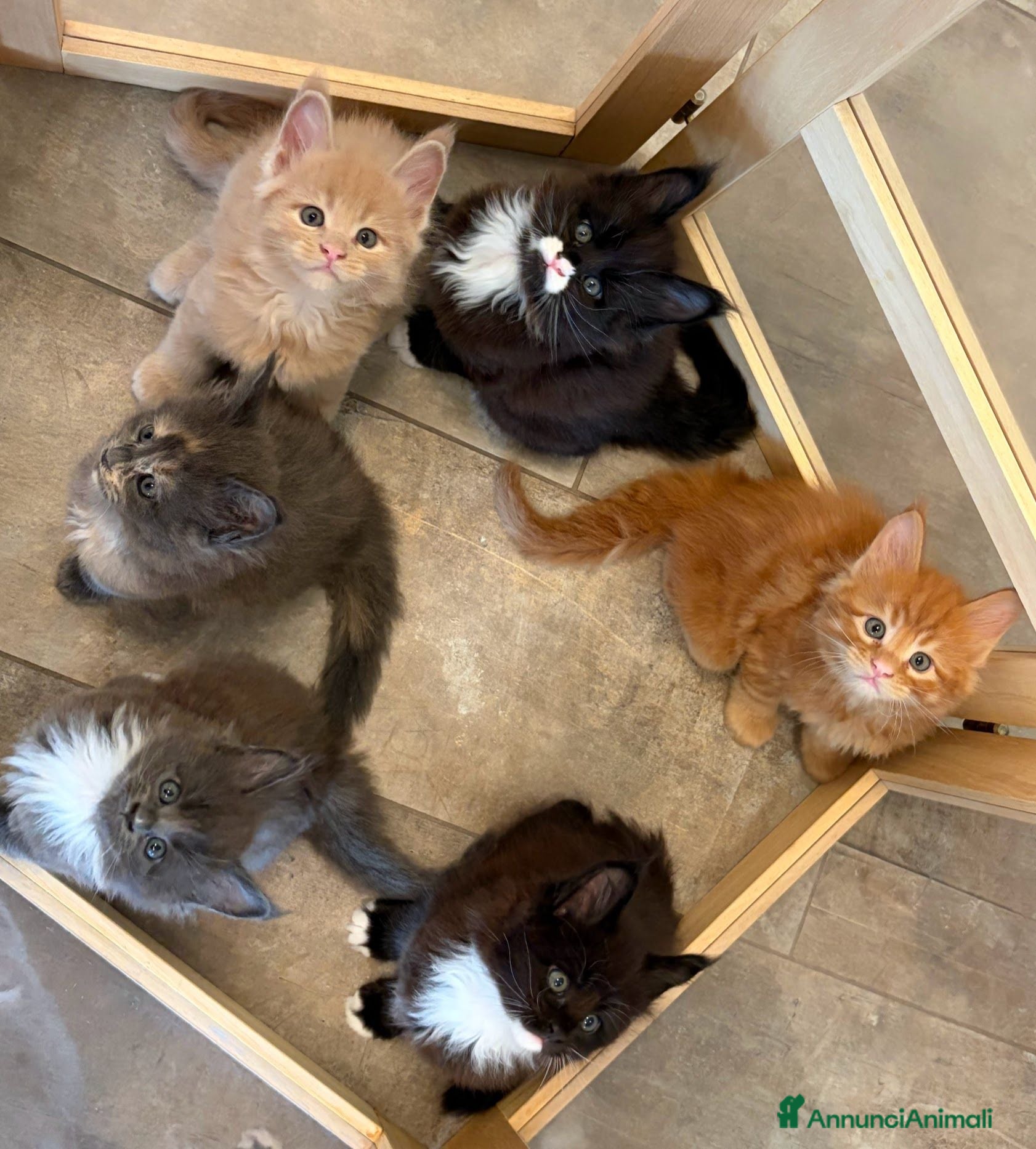Maine Coon gatti 🏆 Top Cuccioli MCO ❤️ - Annuncio 2