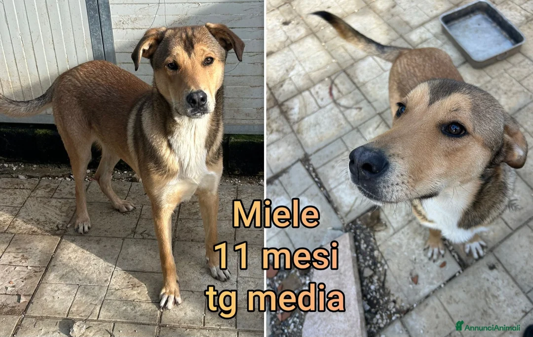 Meticcio cani in regalo: Servono adozioni x salvarli a Provincia di Modena - Annuncio 2