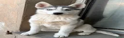 Husky cani in vendita: Siberian Husky, cuccioli alta genealogia  a Provincia di Ravenna - Annuncio 3