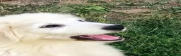 Pastore Abbruzzese Maremmano cani in vendita: Disponibili cuccioli di pastore maremmanoabruzzese - Annuncio 5