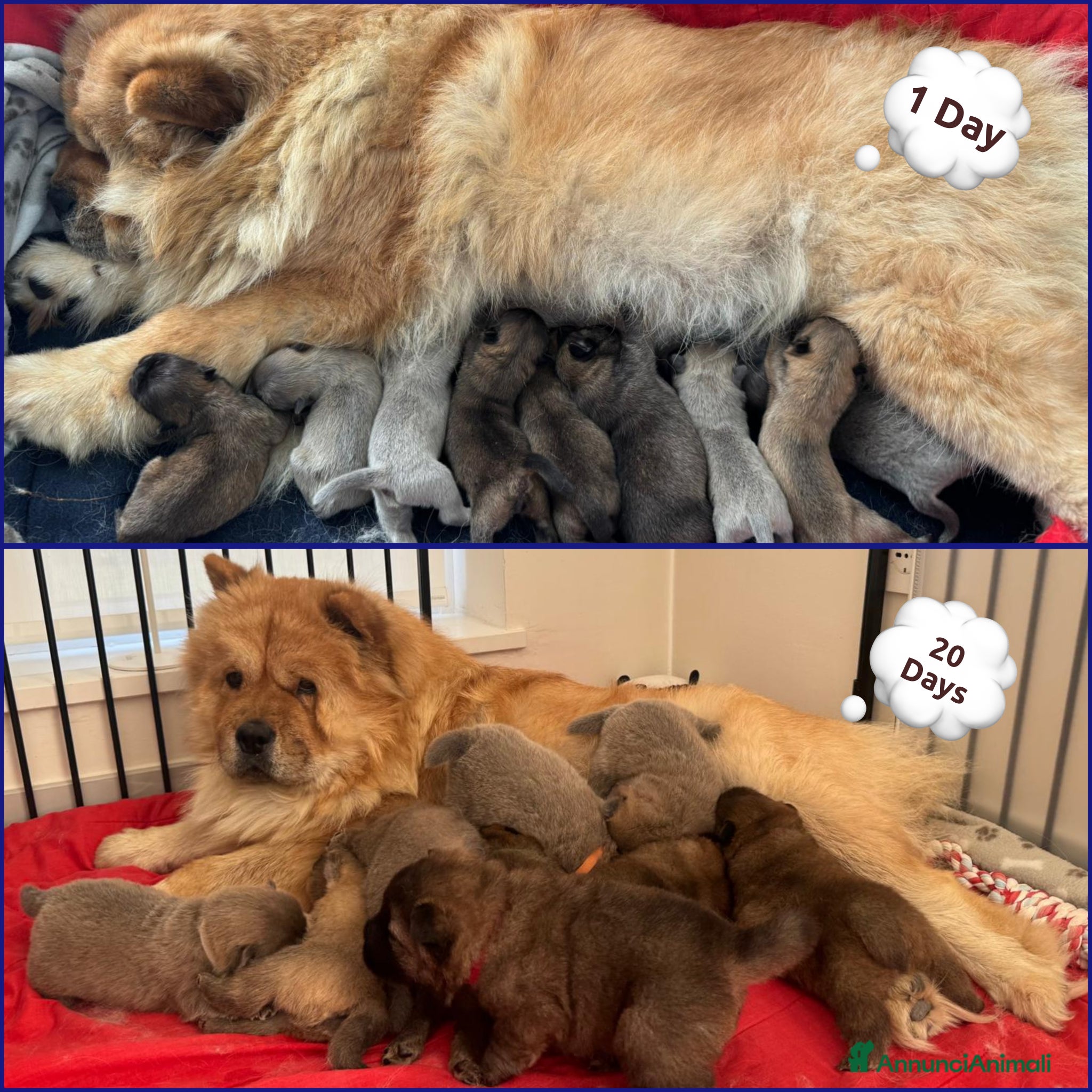 Chow Chow cani 🐾 Cuccioli di Chow Chow presto disponibili! 🐾 - Annuncio 26