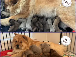 Chow Chow cani 🐾 Cuccioli di Chow Chow presto disponibili! 🐾 - Annuncio 26