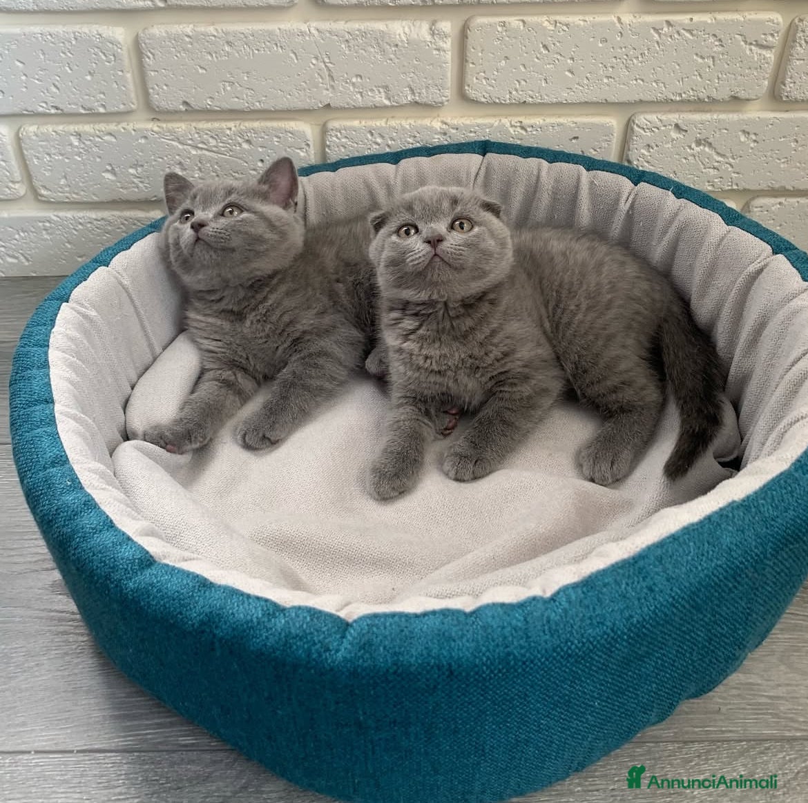 Scottish gatti Scottish Fold/Straight - Annuncio 1