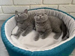 Scottish gatti Scottish Fold/Straight - Annuncio 1