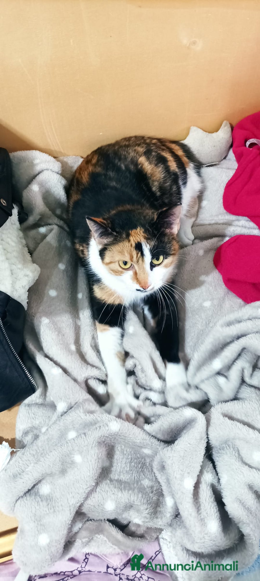 Meticcio gatti in regalo: Cucciola 6 mesi circa, bellissima Talia  - Annuncio 2