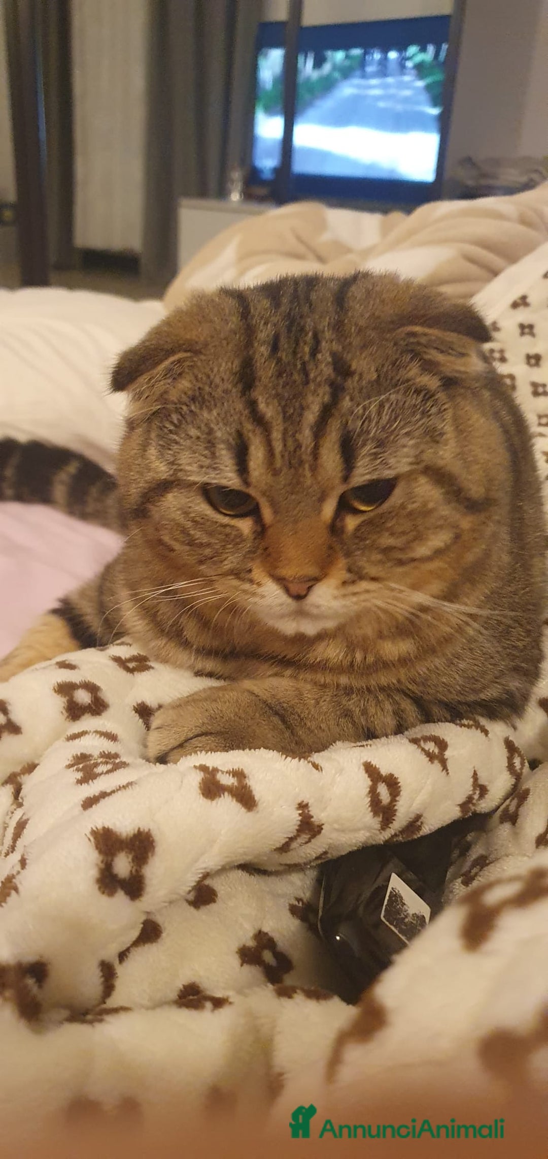 British gatti per accoppiamento: Gatto per accoppiamento  - Annuncio 5