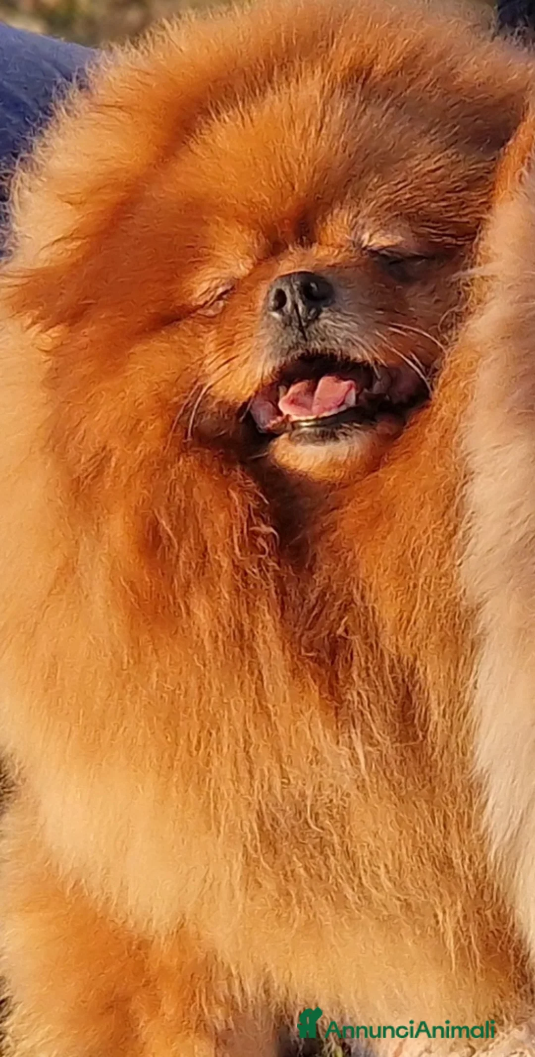 Spitz cani in vendita: Spitz di Pomerania nano - Annuncio 1