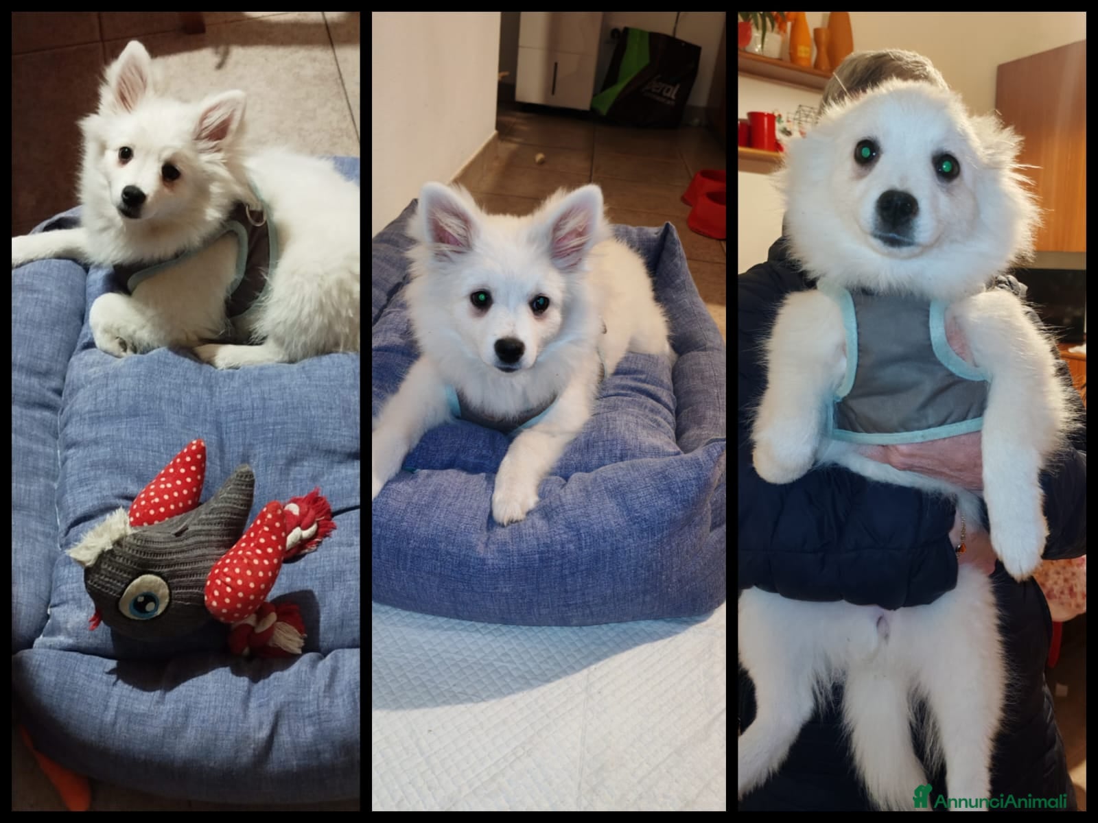 Volpino Italiano cani Volpino italiano  - Annuncio 2