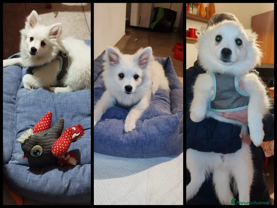 Volpino Italiano cani in regalo: Volpino italiano  - Annuncio 2