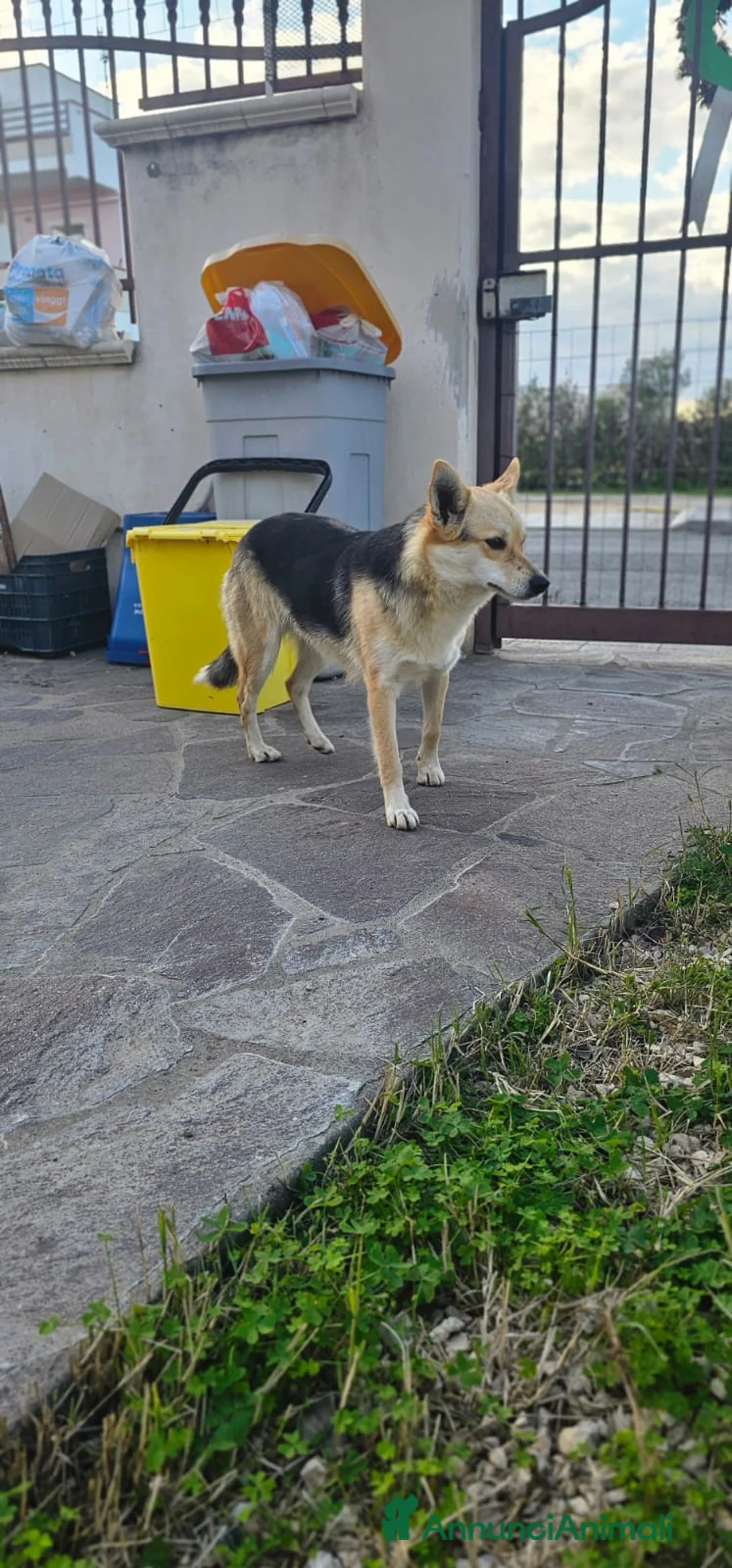 Altre razze cani in regalo: JOI 1 ANNO E MEZZO - Annuncio 5