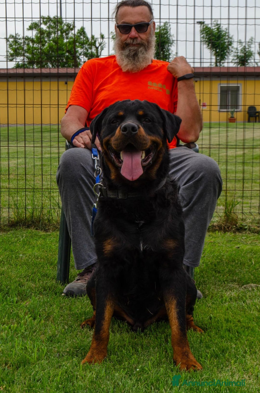 Rottweiler cani in regalo: Rex, 3 anni e mezzo a Provincia di Bergamo - Immagine 10