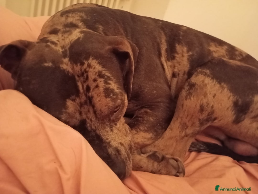 Pitbull cani per accoppiamento: Pitbull merle di di 2 anni per monta  - Annuncio 3