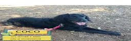 Meticcio cani in regalo: COCO mix SETTER cerca casa - in adozione - Annuncio 1