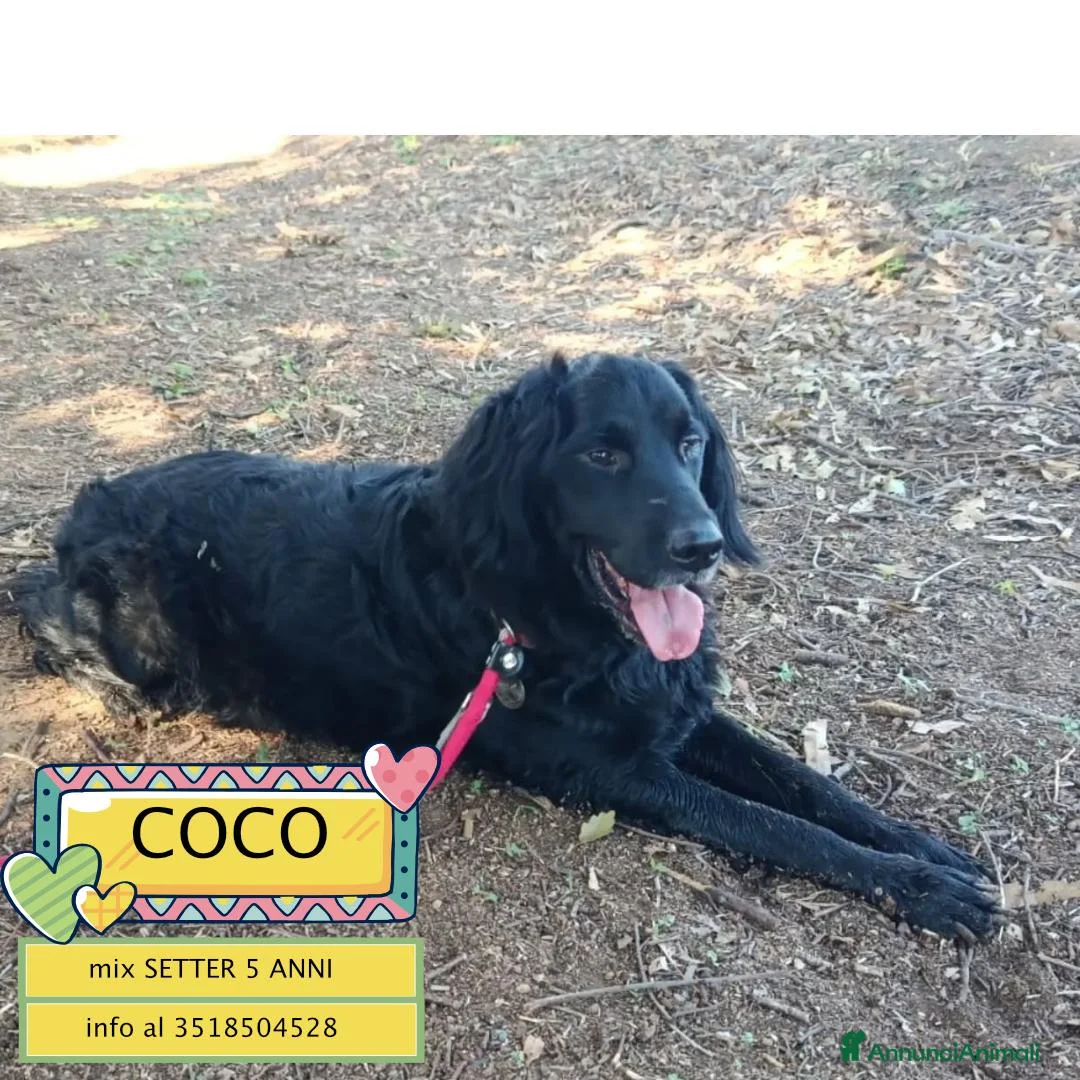 Meticcio cani in regalo: COCO mix SETTER cerca casa - in adozione - Annuncio 1