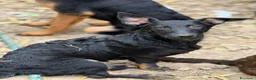 Meticcio cani in regalo: EMA, la cucciola più dolce (e nanetta) di tutti! - Annuncio 5