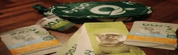 British gatti in vendita: British stupenda con KIT REGALO - Annuncio 8