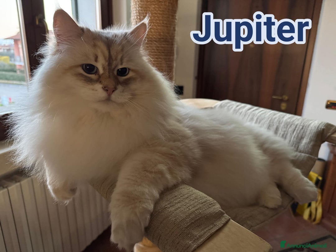 Altre razze gatti in regalo: ADOZIONE DEL CUORE per JUPITER - Annuncio 5