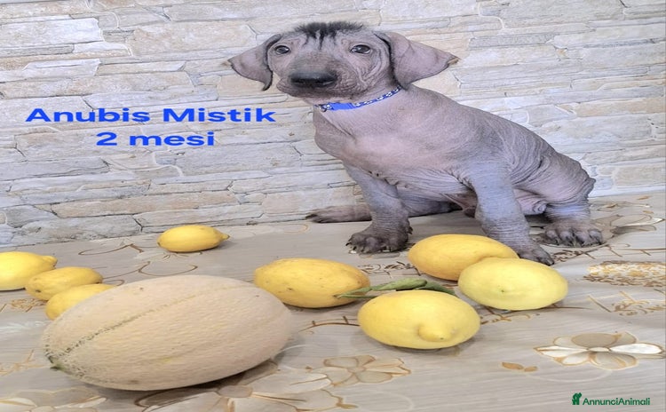 Xoloitzcuintle cani a Provincia di Latina - Annuncio 1