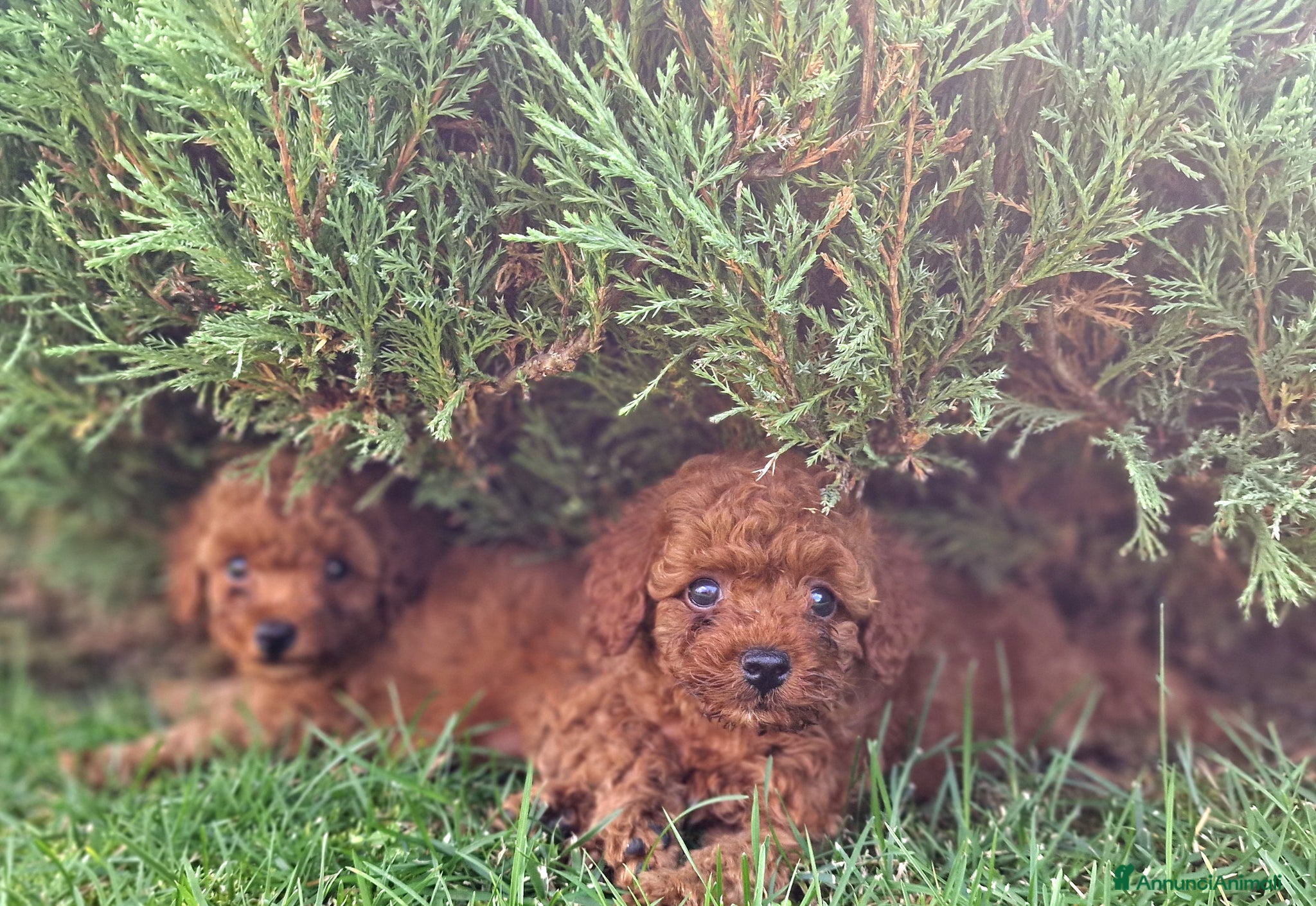 Barboncino Toy cani in vendita: Barboncino mini toy e Teacup Red brown  - Annuncio 22