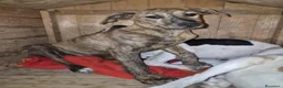 Meticcio cani in regalo: Giada e Gioia 6/7mesiNESSUNA RICHIESTA.SICILIA SOS - Annuncio 12
