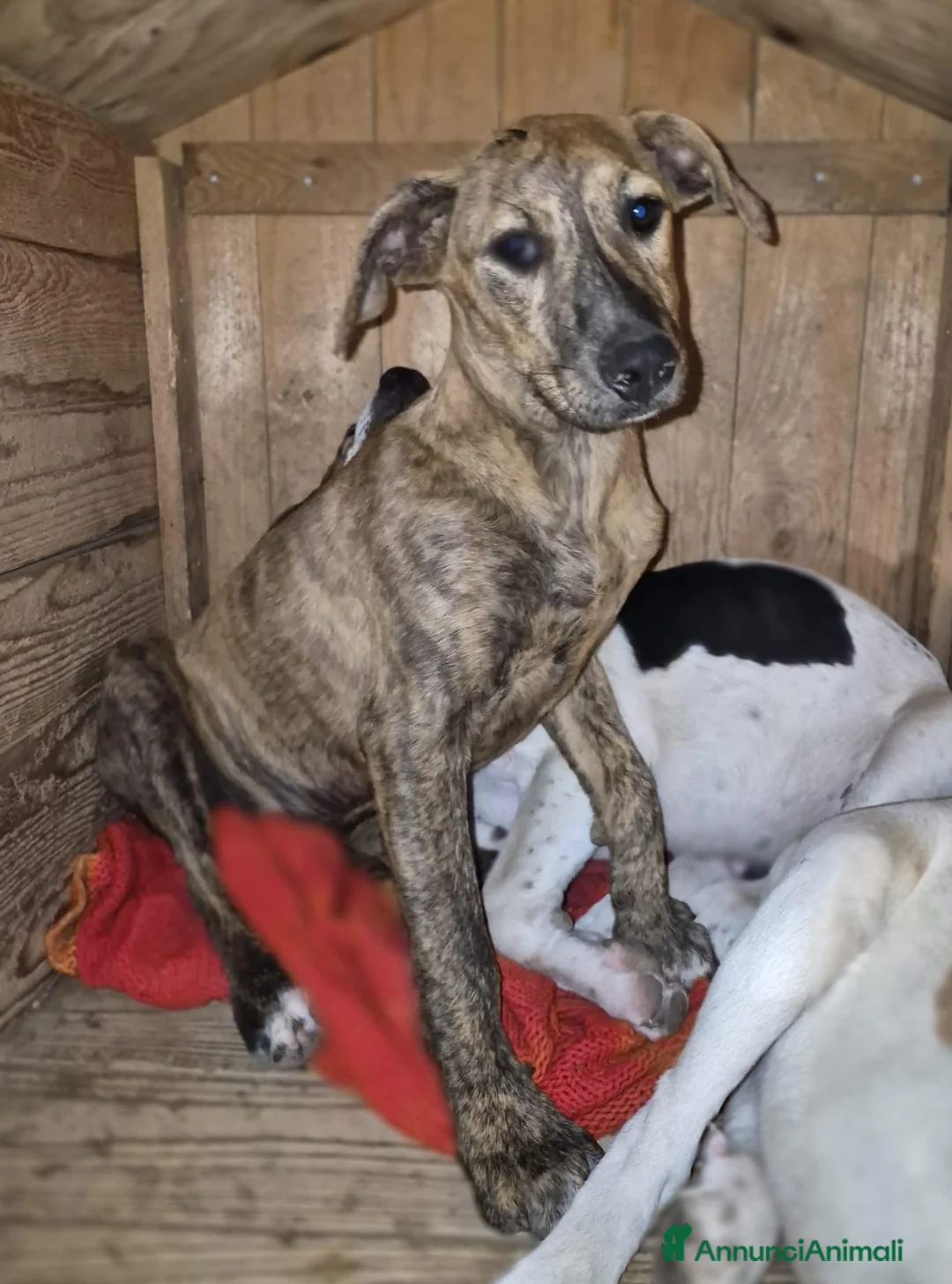 Meticcio cani in regalo: Giada e Gioia 6/7mesiNESSUNA RICHIESTA.SICILIA SOS - Annuncio 12