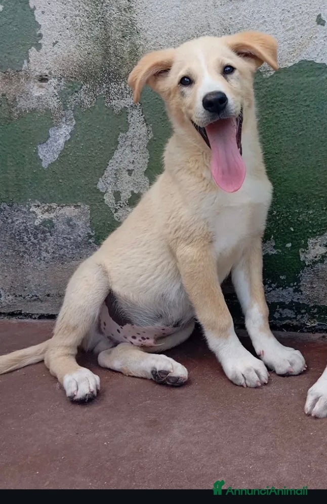 Meticcio cani in regalo: Jim, taglia media! (25kg-3 mesi)  - Annuncio 1
