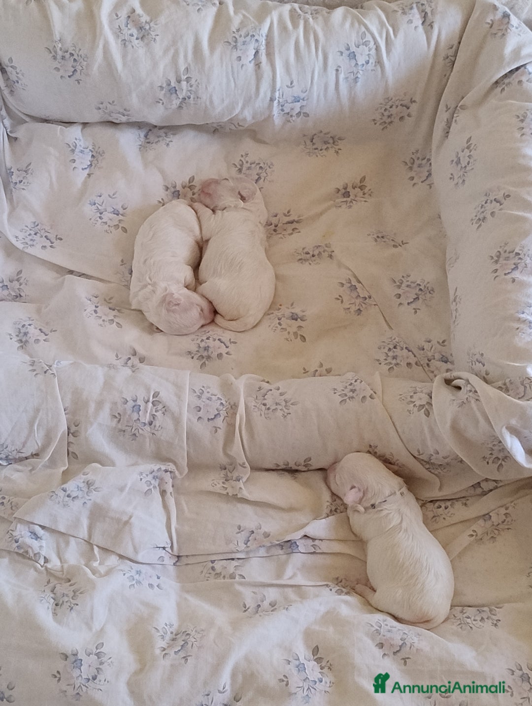 Maltese cani in vendita: Cucciole di Maltese  a Città metropolitana di Roma Capitale - Immagine 4