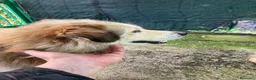 Meticcio cani in regalo: Cagnolino di taglia media  - Annuncio 4