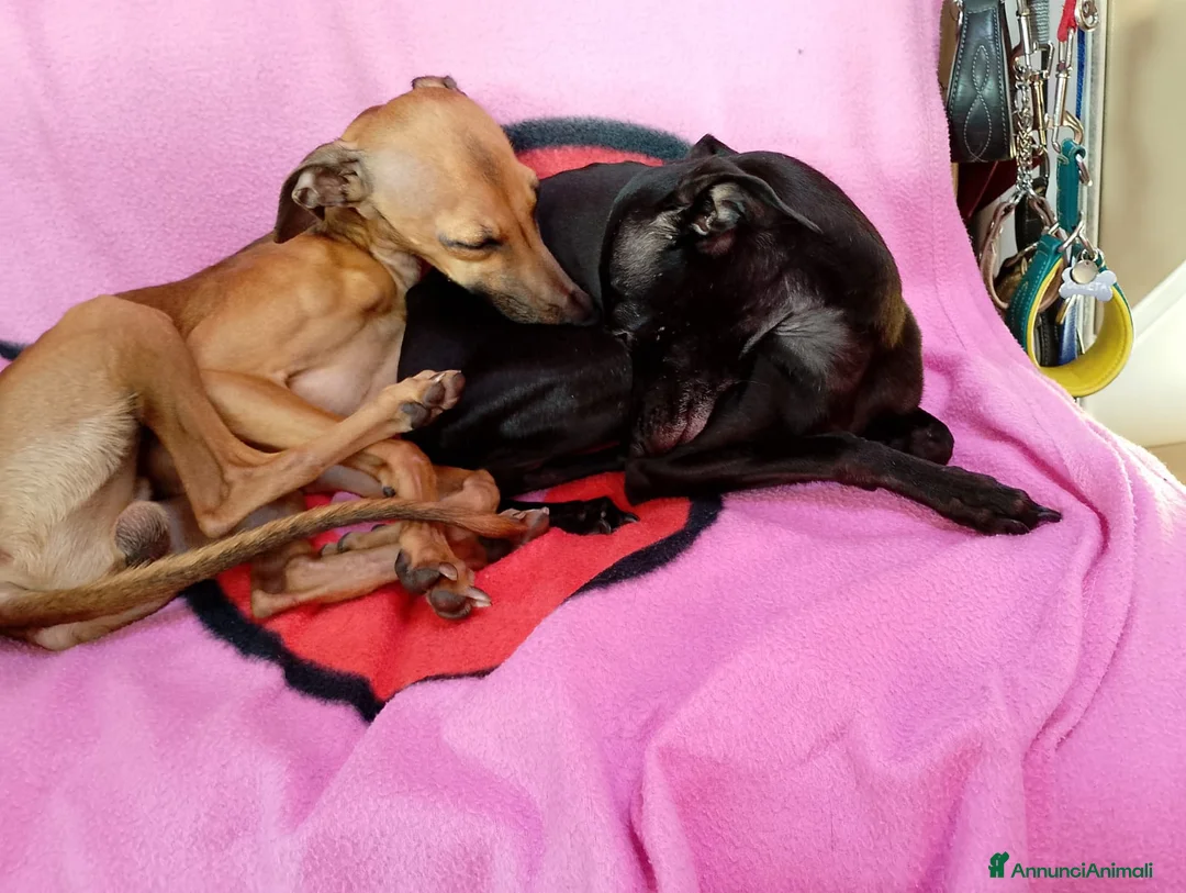 Levriero cani in vendita: Cuccioli di piccolo levriero italiano - Annuncio 7