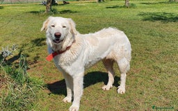 Pastore Maremmano cani in regalo: ROSETTA,giocherellona e sguardo fiero a Pomezia - Immagine 9