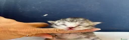 Siberiano gatti in vendita: SIBERIANI GATTINI IPOALLERGENICI - Annuncio 15