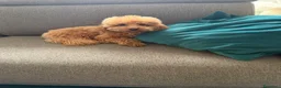 Barboncino Toy cani per accoppiamento: Monta Barboncino  a Provincia autonoma di Trento - Annuncio 4