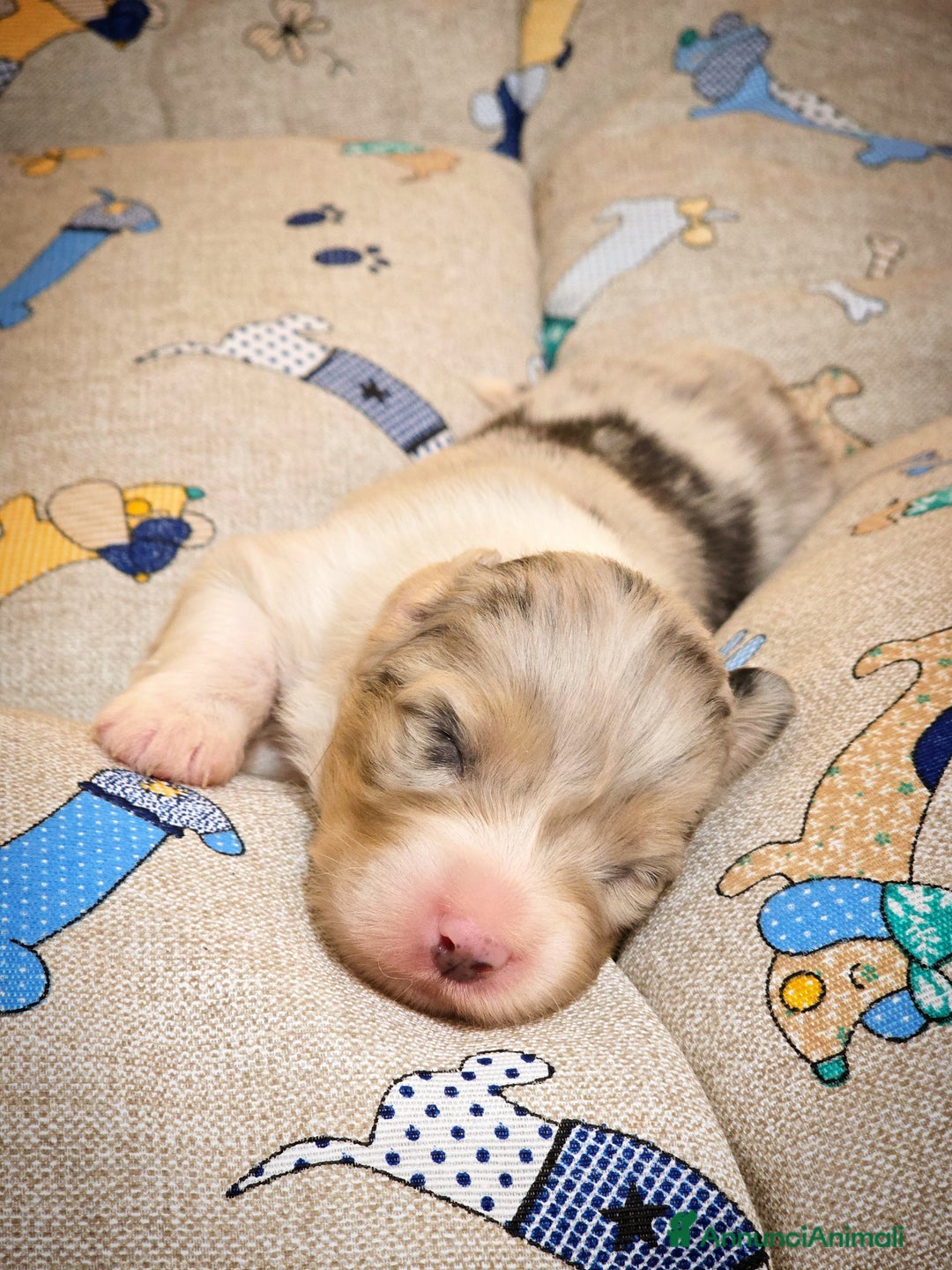 Australian Shepherd cani in vendita: Cucciole di pastore australiano con pedigree ENCI - Annuncio 10