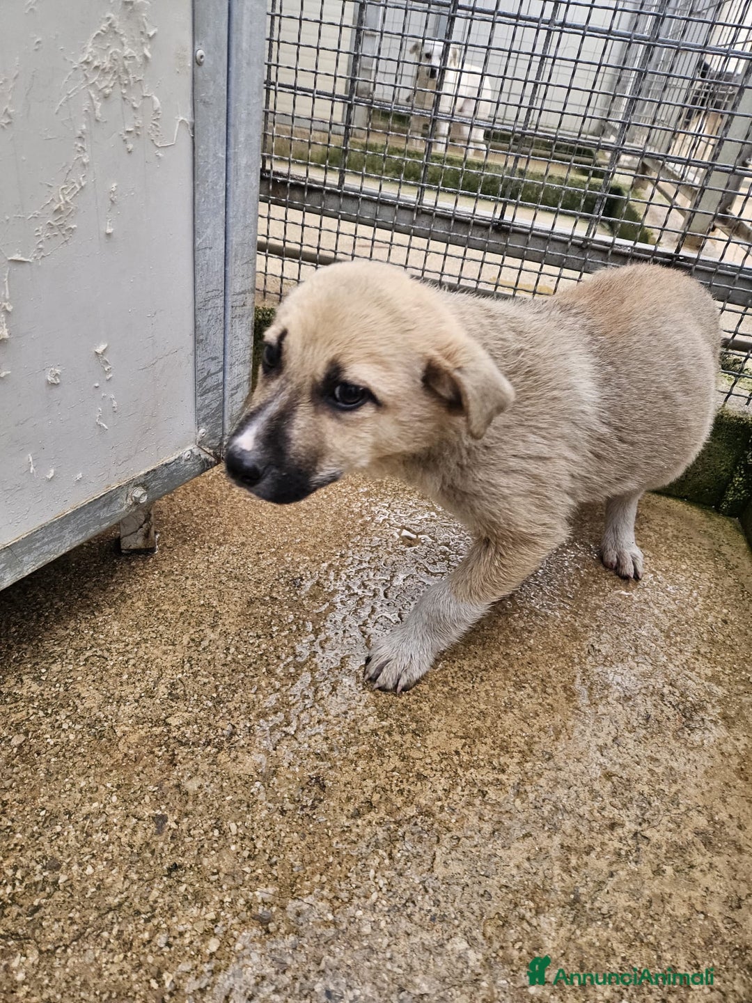 Meticcio cani in regalo: Giardino: 2 mesi taglia media  - Annuncio 9