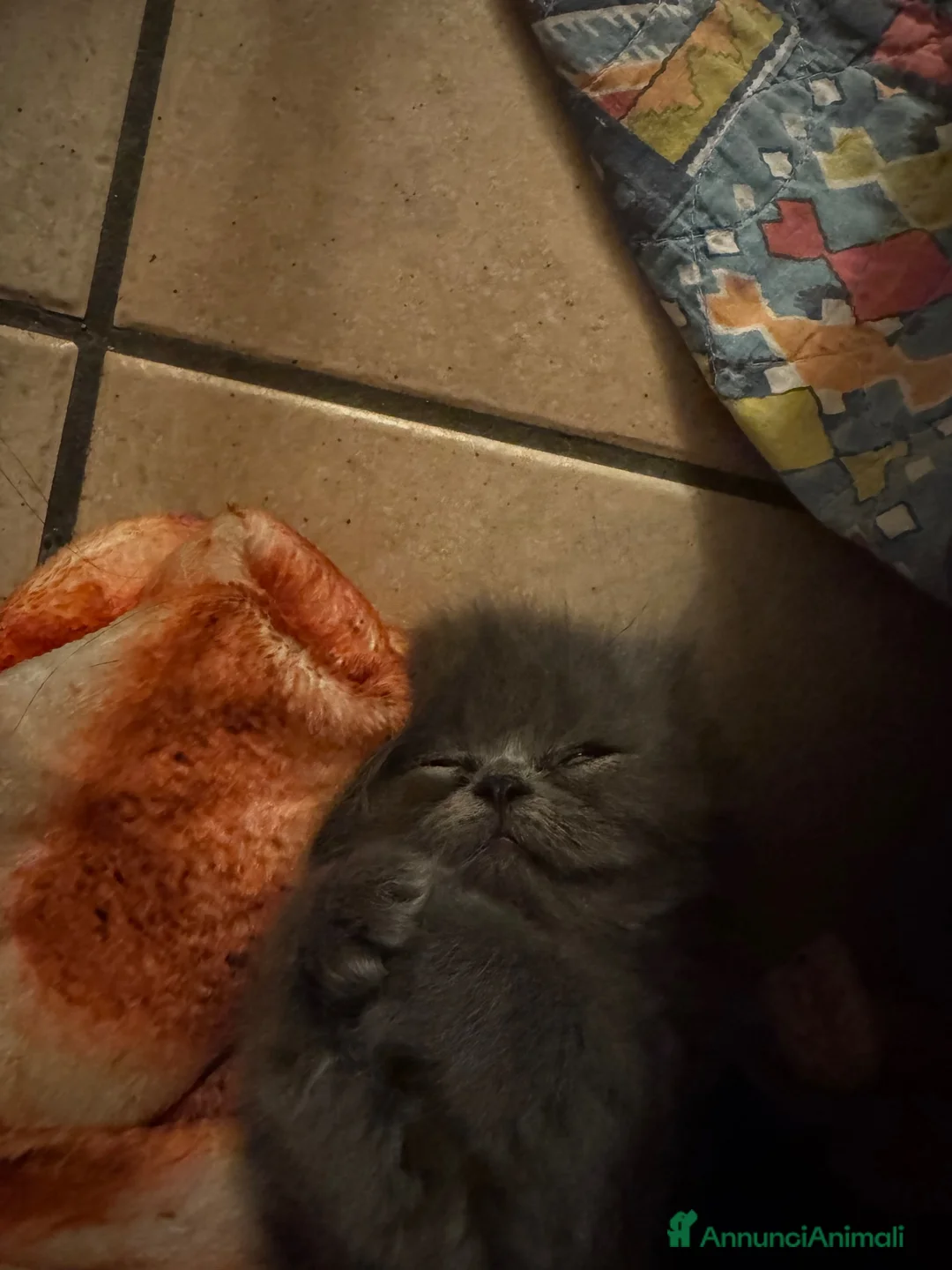 Persiano gatti in vendita: Persiana femmina cucciola blu - Annuncio 2