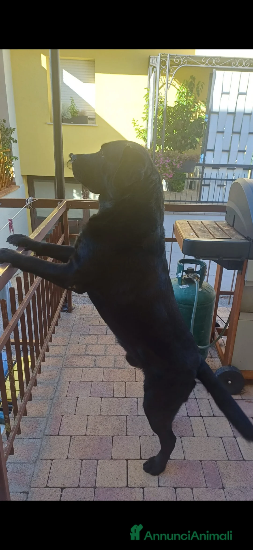 Labrador cani per accoppiamento: Labrador per accoppiamento  a Provincia di Perugia - Annuncio 2