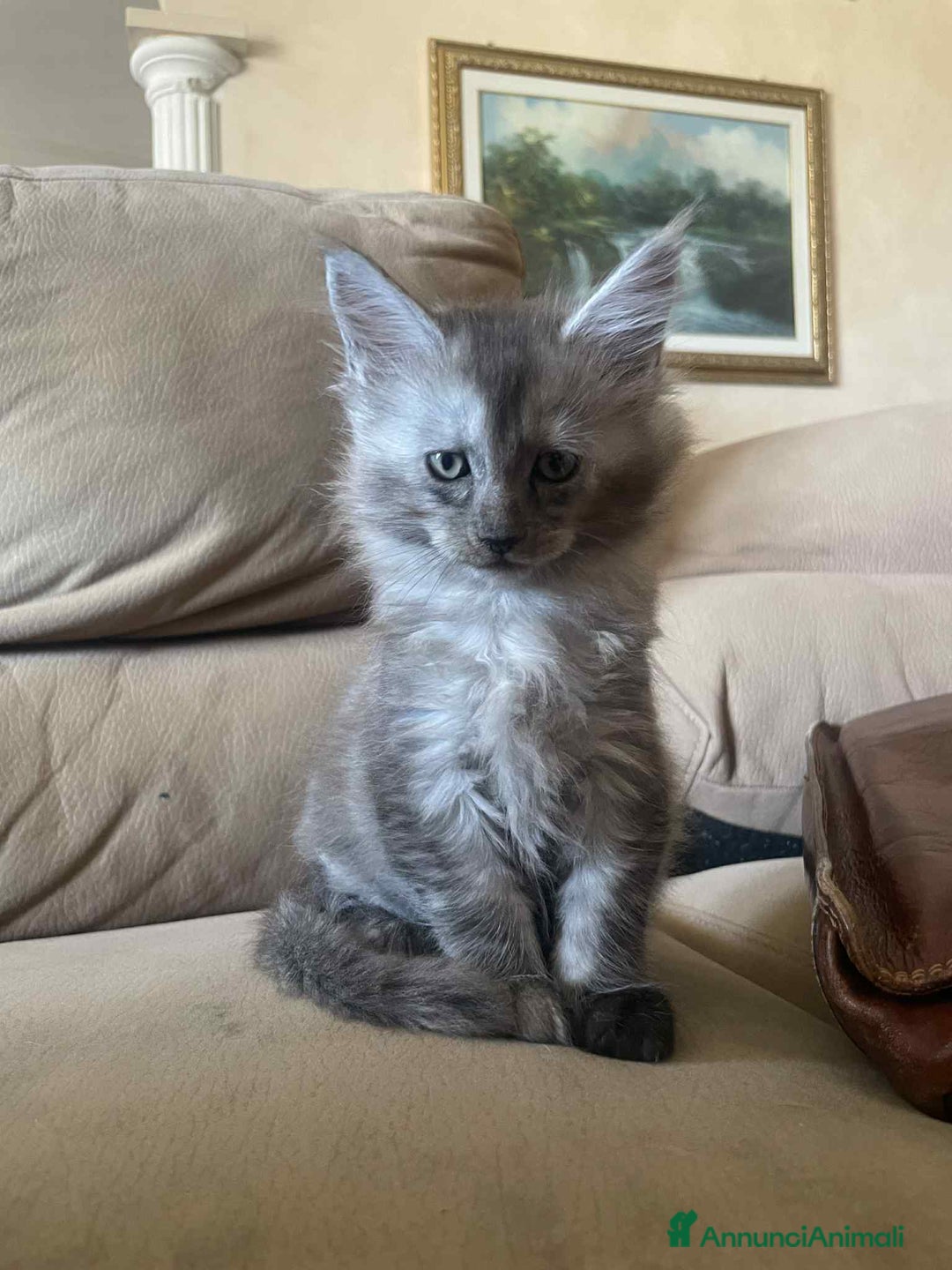 Maine Coon gatti in vendita: Cuccioli Maine coon linea shaded e golden a Provincia di Foggia - Immagine 7