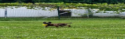 Pastore Olandese cani in vendita: Cuccioli di pastore olandese con pedigree - Annuncio 6