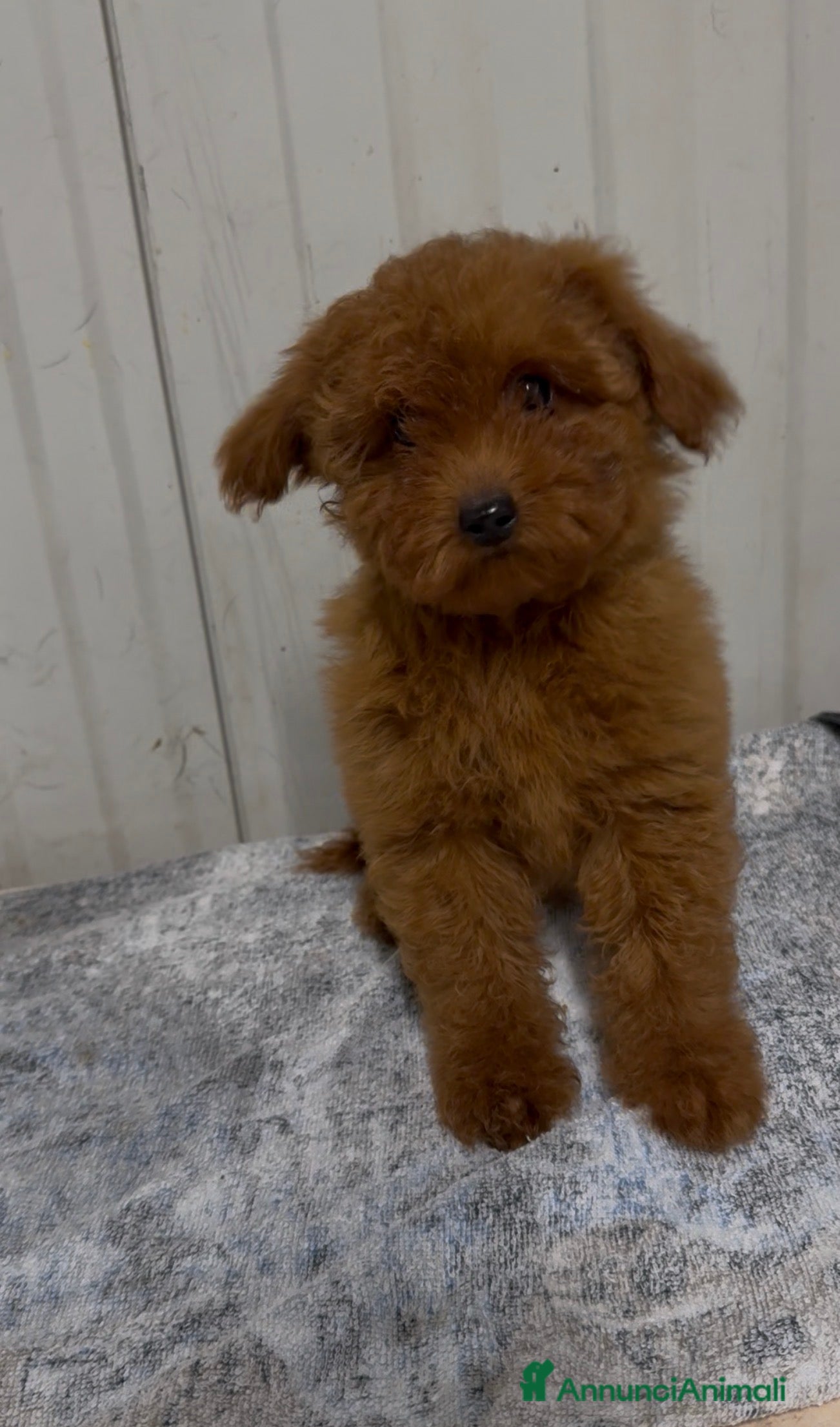 Barboncino cani Cucciola di Barboncina con pedigree Enci  - Annuncio 1