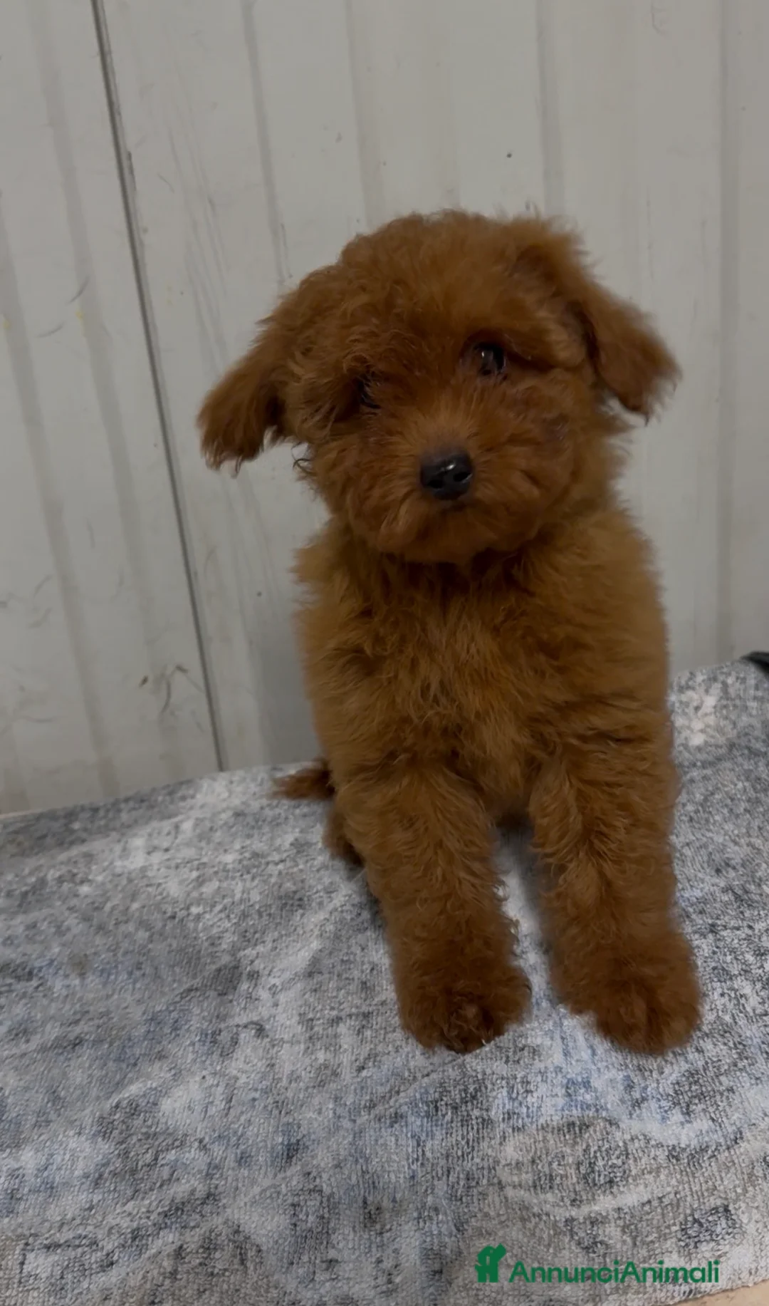 Barboncino cani in vendita: Cucciola di Barboncina con pedigree Enci  - Annuncio 1