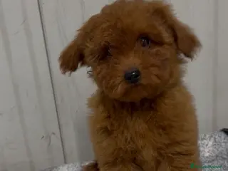 Barboncino cani Cucciola di Barboncina con pedigree Enci - Annuncio 1