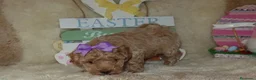 Maltipoo cani in vendita: Splendidi cuccioli di Maltipoo - Annuncio 26