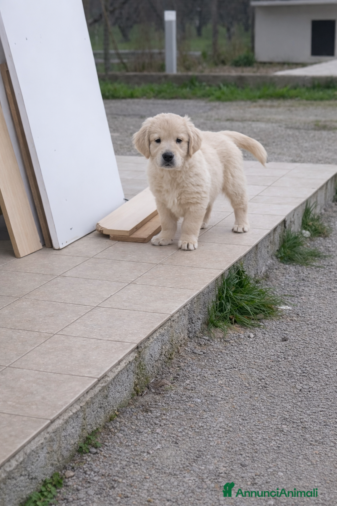 Golden Retriever cani in vendita: Cuccioli di Golden Retriever  - Annuncio 3